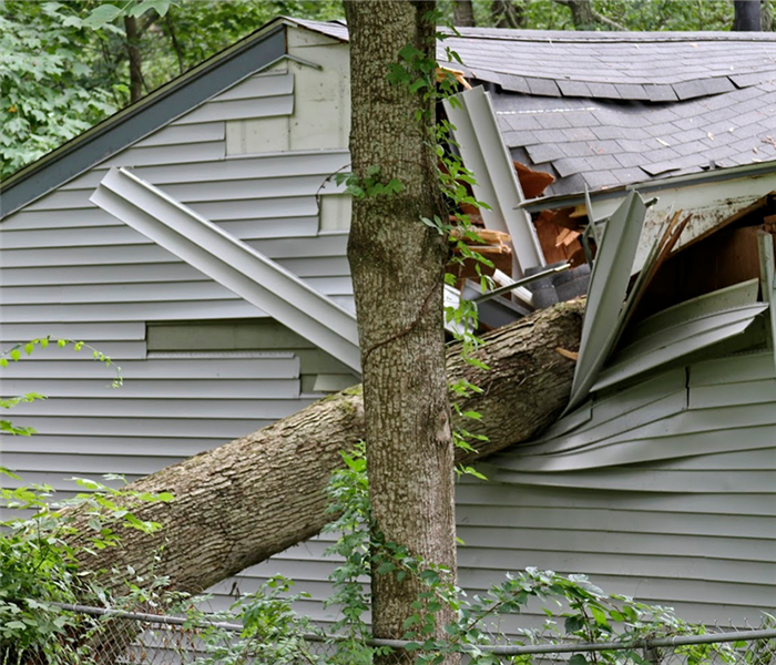 a fallen over tree crushing a roof of a house