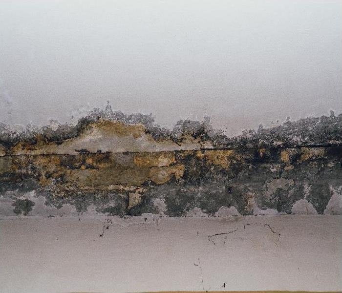 mold growing in property